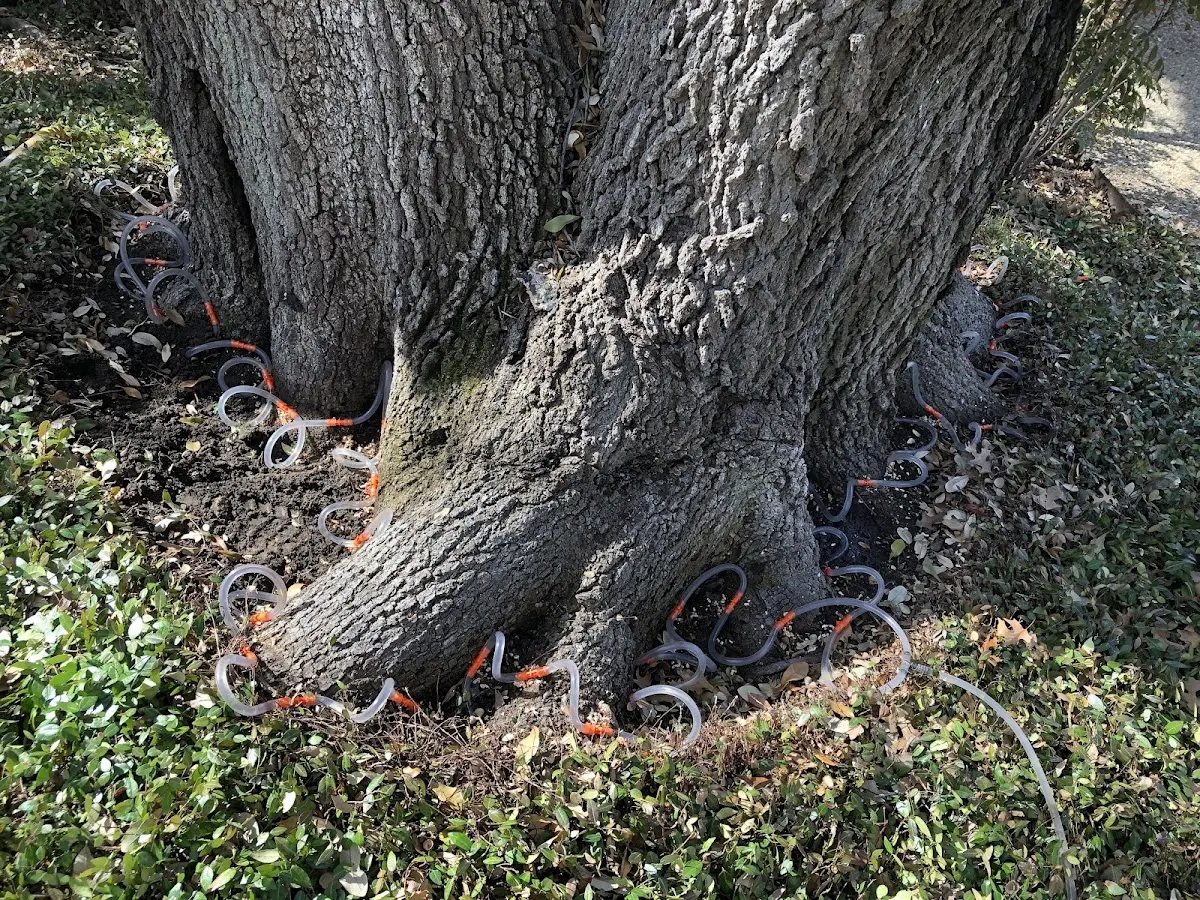 Detailed Tree Cabling and Bracing job site in Tiline