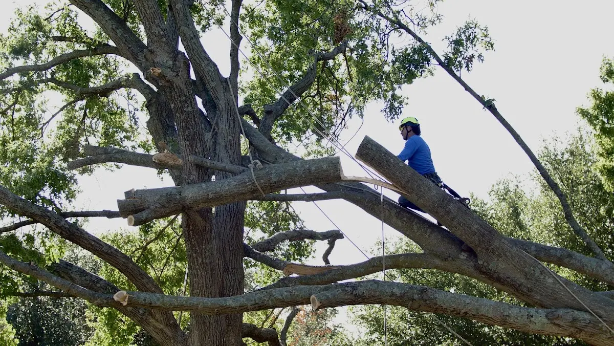 Professional Hazardous Tree Removal performed by certified arborists in Tiline