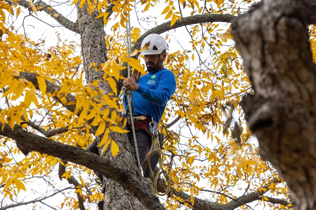 Skilled Emergency Tree Service crew working in Tiline
